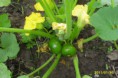 /album/fotos-country-de-vaqueros/plantacion-de-zapallitos-verdes-en-country-de-vaqueros-3-hectareas-jpg1/